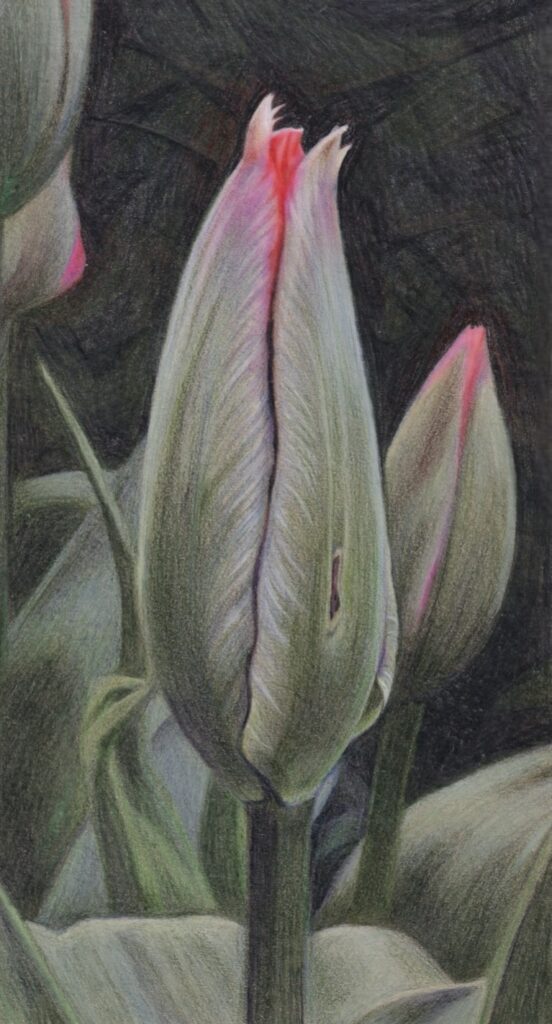 Community Garden, Tulips, Kat Hudson, coloured pencil on paper, drawing, London, March 2026